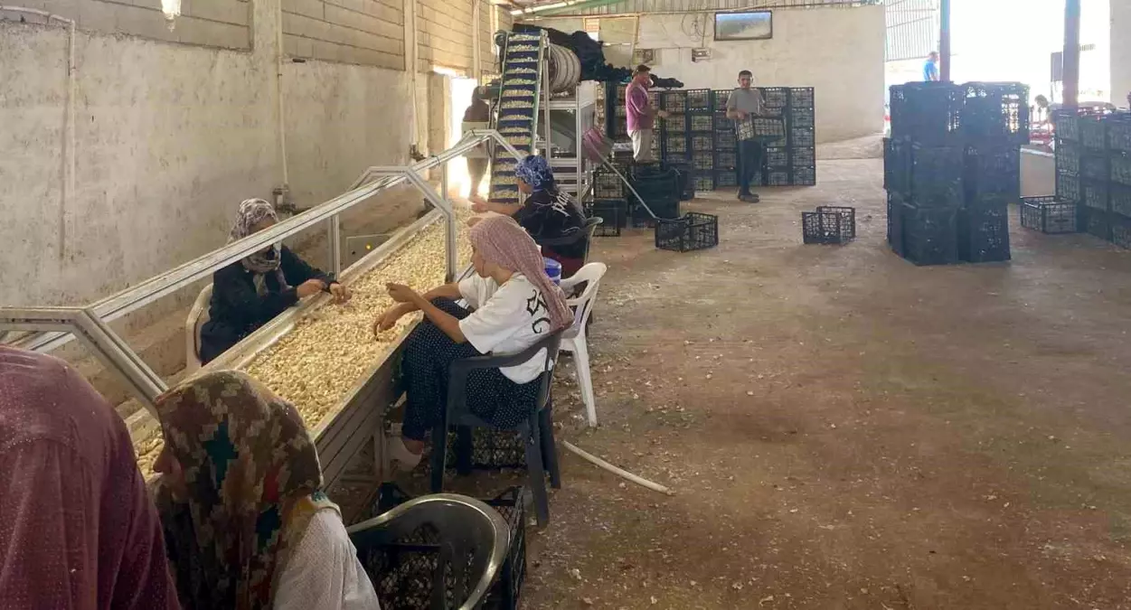 araban sarimsagina tohum tesisi kuruldu 3C8sqVnN