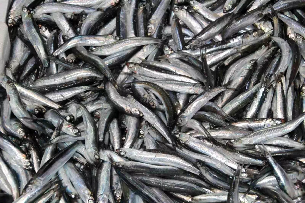 karadenizde hamsi zamani iFz2rlAY