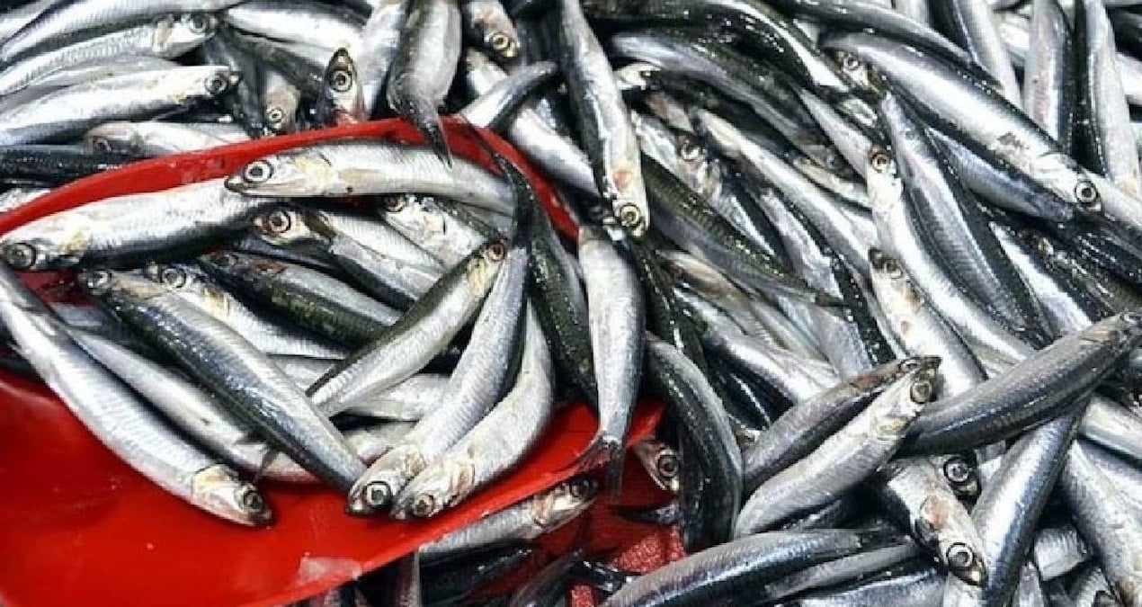 Trabzon’da hamsi ve istavrit bolluğu: 150 liradan satışa sunuluyor trabzonda hamsi ve istavrit bollugu 150 liradan satisa sunuluyor dwE1GqYR