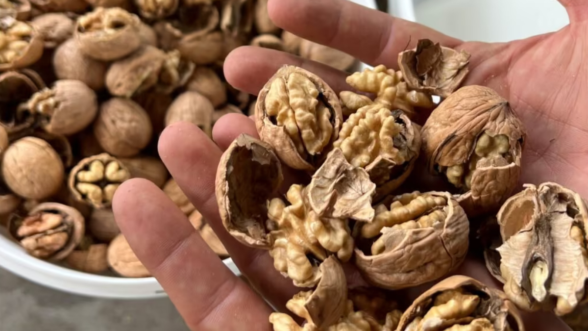 Cevizi yıllardır yanlış kırıyormuşuz! Bu yöntemle kabuklar kendiliğinden ayrılıyor