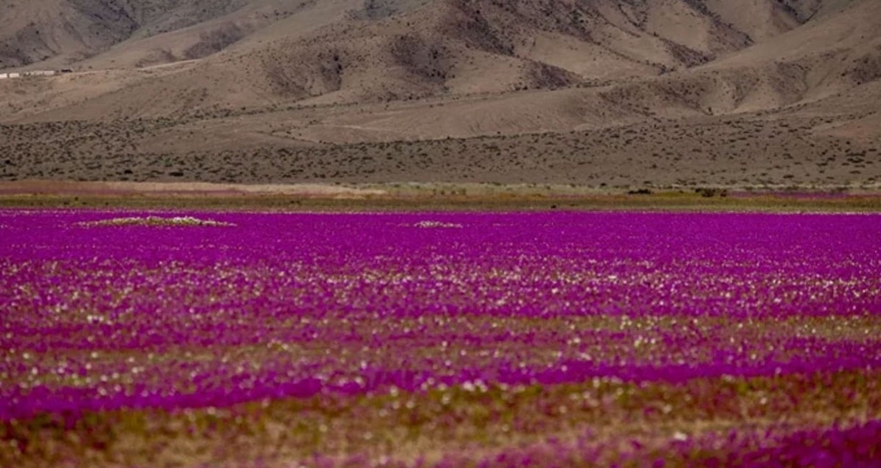 Dünyanın en kurak çölü çiçek tarlasına döndü: Görmek için akın ettiler dunyanin en kurak colu cicek tarlasina dondu gormek icin akin ettiler uqr5pg7e