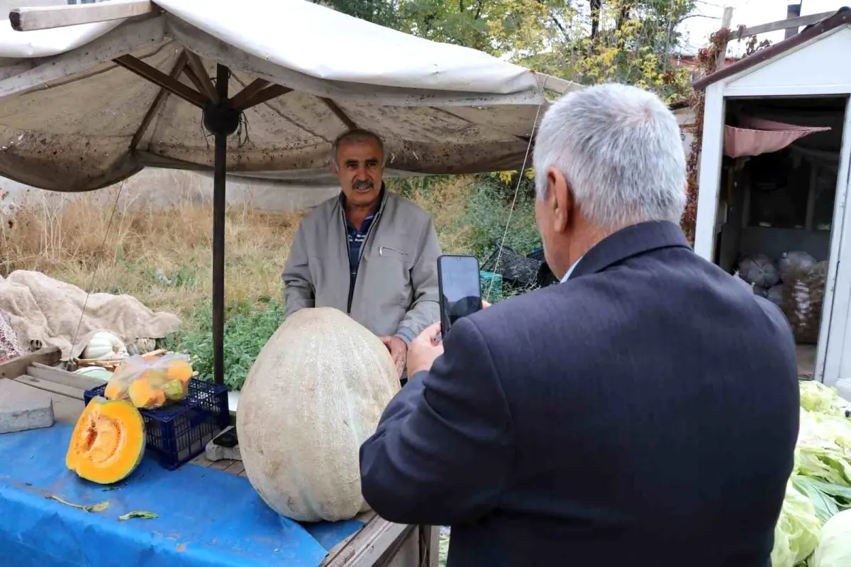 Sivas’ta Dev Bal Kabağı İlgiyi Üzerine Çekti sivasta dev bal kabagi ilgiyi uzerine cekti wsnLjlj7.jpg