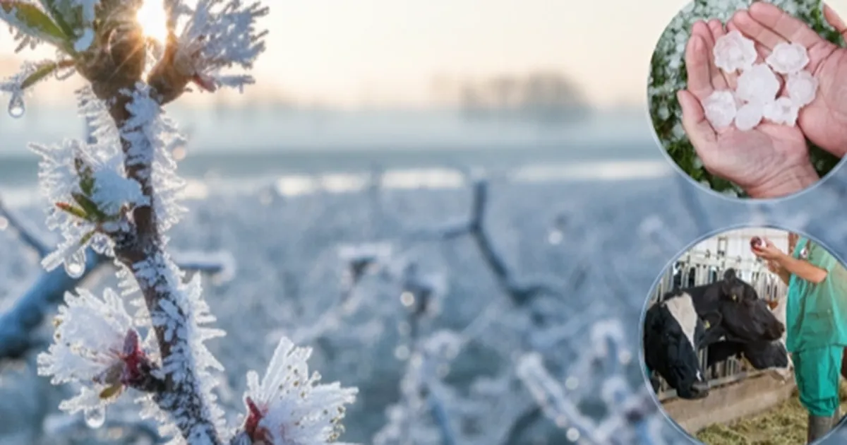 ekimde ureticilere 116 milyar tl hasar tazminati odendi qlPOfUsi.webp