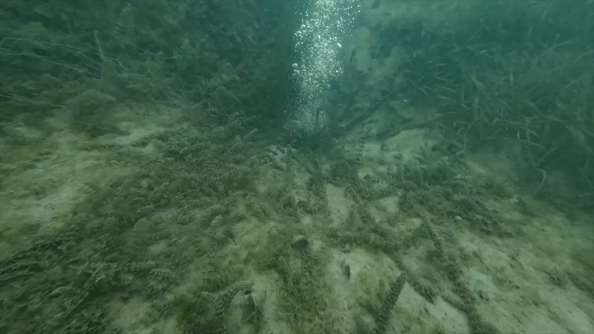 Sapanca Gölü’ndeki Kabarcıklar Su Kalitesine Zarar Vermiyor