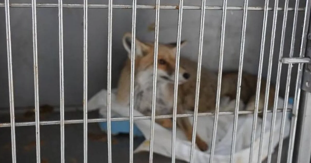 Adıyaman’da yaralı tilki doğaya kavuştu