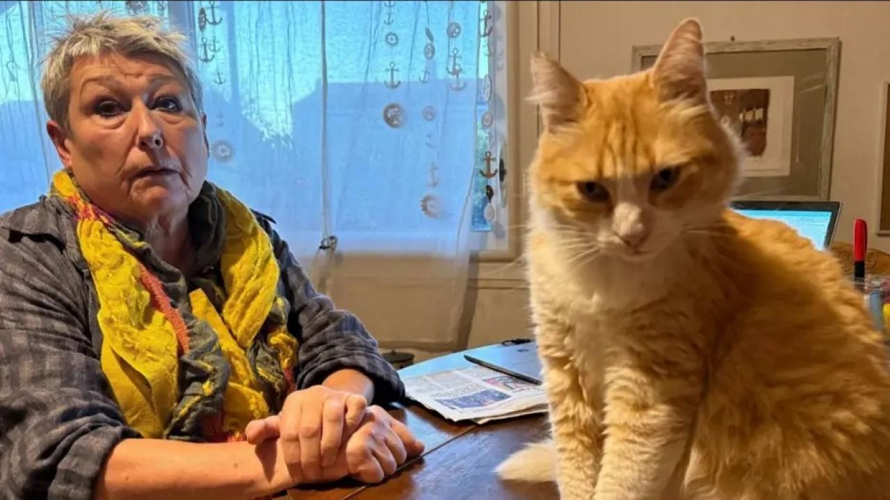 Dünyada bir ilk: Ağır suçlamalar nedeniyle kediye ev hapsi verildi!