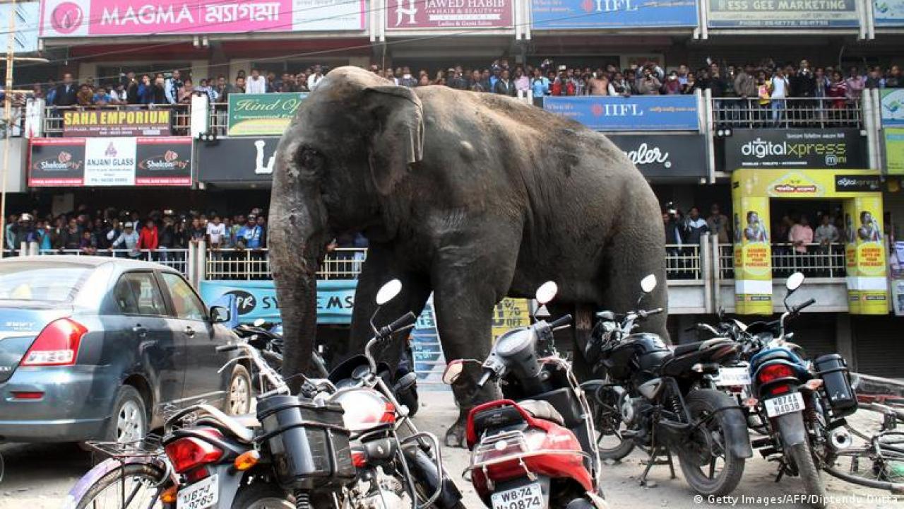 Hindistan’da fil sürüsü kabusu! 5 kişi ezilerek yaşamın yitirdi!