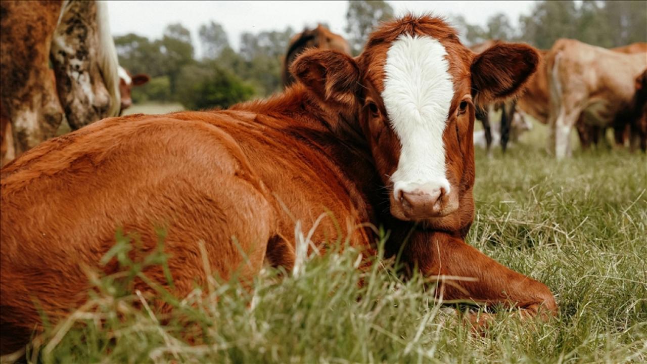 Kars’ta 40 aile devlet desteğiyle hayvancılık işletmesi kurdu