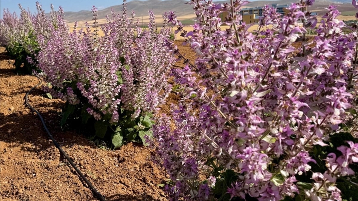 Kırşehir’de aromatik bitkiler alternatif ürün oldu