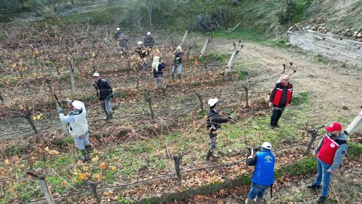 Sarıgöl’de Üzüm Bağlarına Teknik Destek