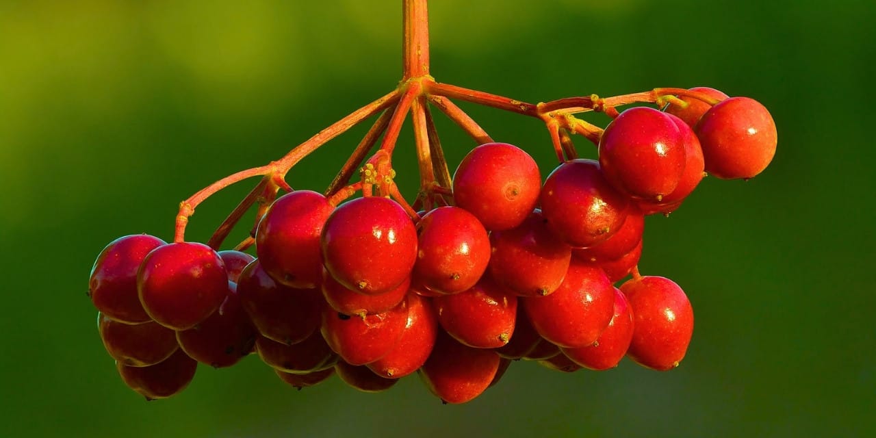 Gemerek Gilaburu: Anadolu’nun Şifa Kaynağı ve Tescilli Meyvesi
